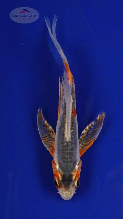Koi 299 3-4 inches [PW-T3-299]
