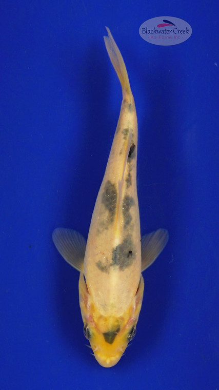 Koi 306 3-4 inches [PW-T4-306]
