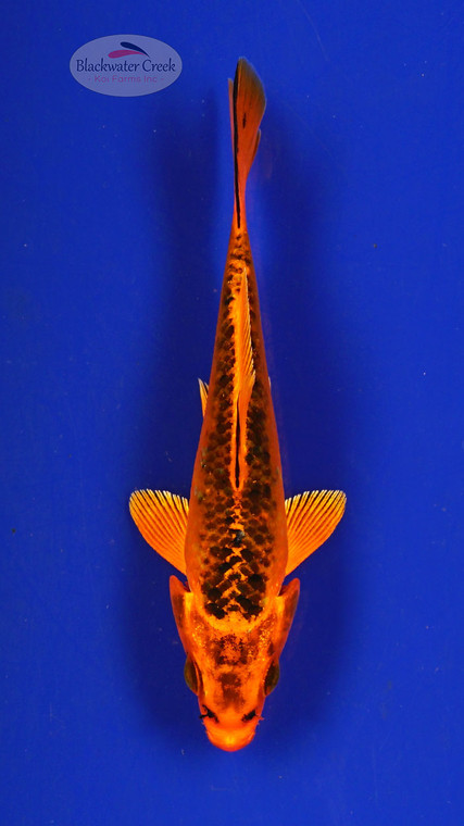 Koi 311 3-4 inches [PW-T4-311]