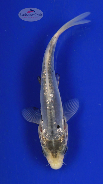 Koi 324 3-4 inches [PW-T4-324]