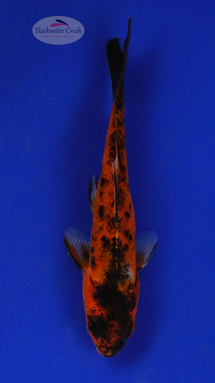 Goldfish 345 3-4 inches [PW-T5-345]