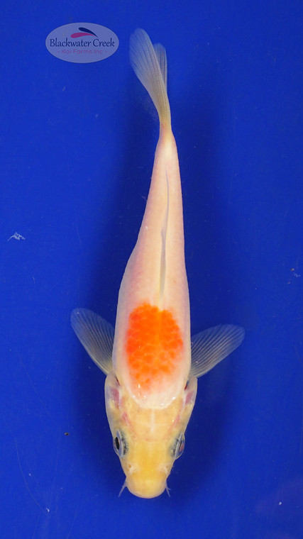 Koi 354 3-4 inches [PW-T5-354]
