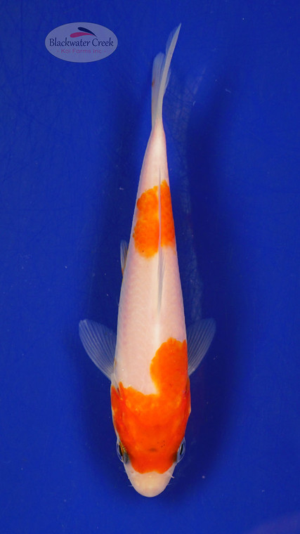 Koi 355 3-4 inches [PW-T5-355]