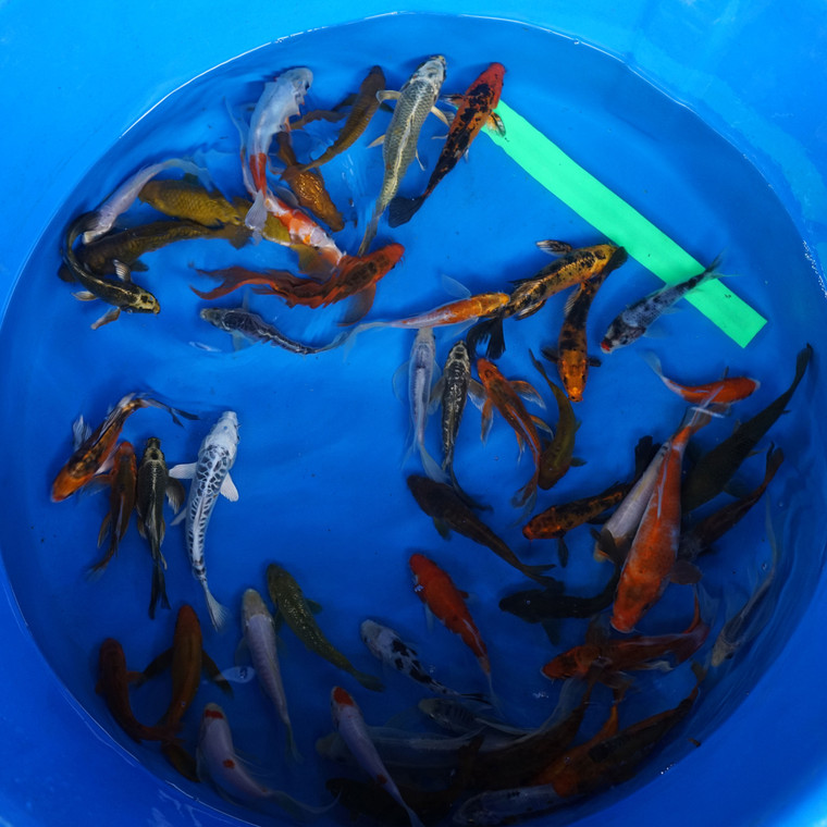 Super Koi Deal #1 Qty 50 [SKD1-43026] 4-7 inches