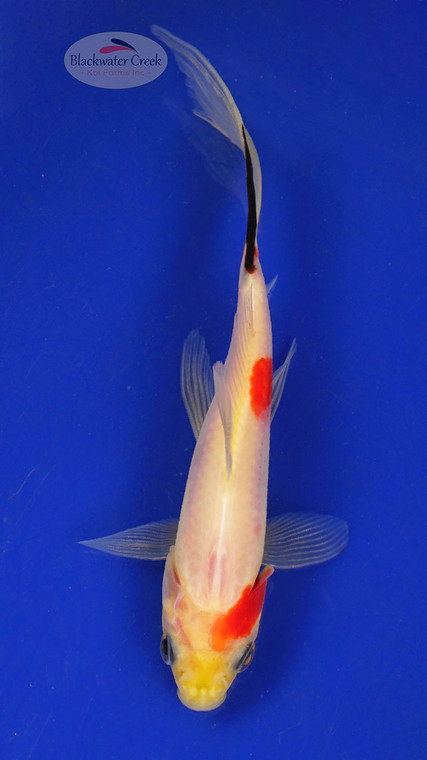 Goldfish 360 3-4 inches [PW-T6-360]