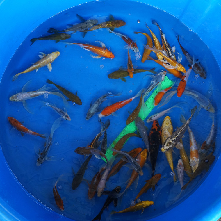 Super Koi Deal #7 Qty 50 [SKD7-43026] 4-7 inches