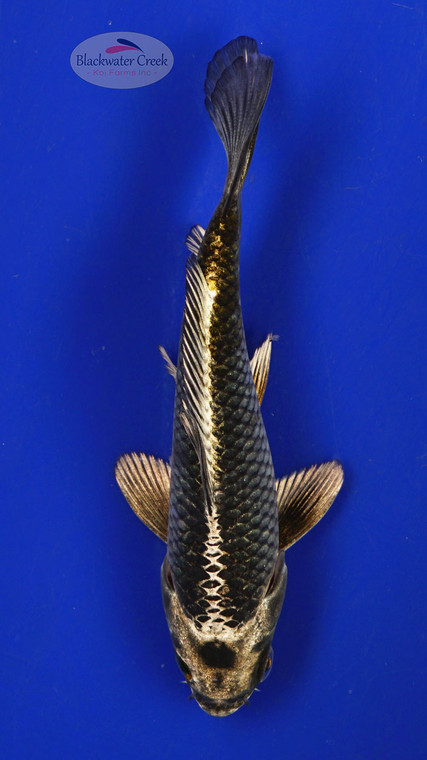 Koi 381 3-4 inches [PW-T24-381]