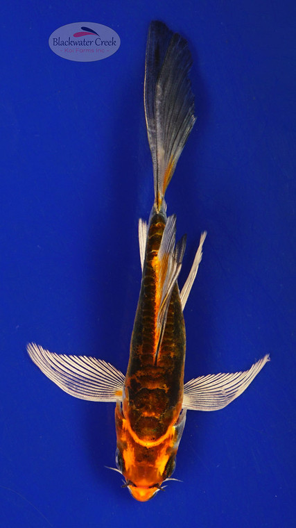 Koi 384 3-4 inches [PW-T24-384]
