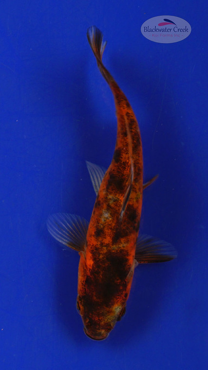Goldfish 390 3-4 inches [PW-T24-390]