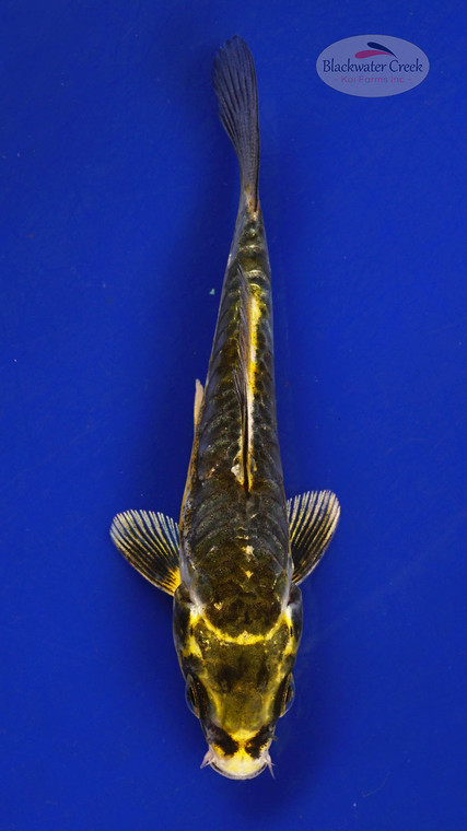 Koi 391 3-4 inches [PW-T24-391]