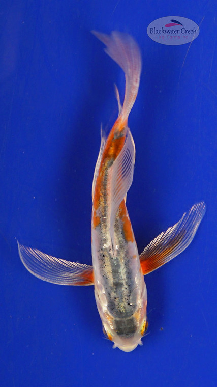 Koi 394 3-4 inches [PW-T24-394]