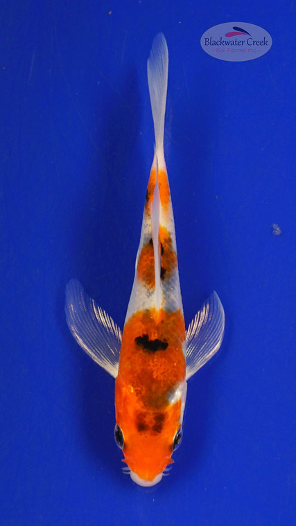 Fish 399 3-4 inches [PW-T25-399]