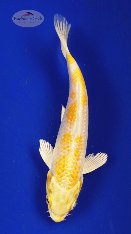 Koi 406 3-4 inches [PW-T25-406]