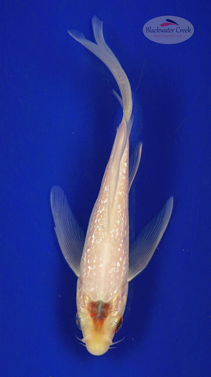 Koi 408 3-4 inches [PW-T25-408]