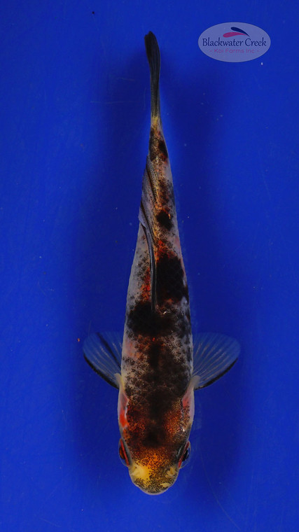 Goldfish 419 3-4 inches [PW-T25-419]