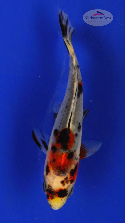 Goldfish 420 3-4 inches [PW-T25-420]