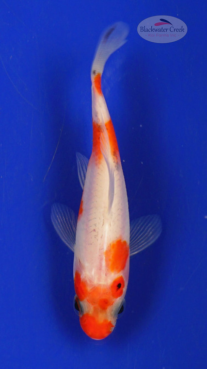 Goldfish 421 3-4 inches [PW-T25-421]