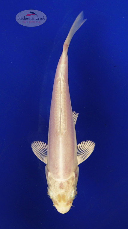 Koi 424 3-4 inches [PW-T26-424]