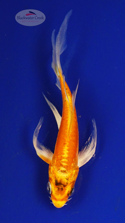 Koi 426 3-4 inches [PW-T26-426]