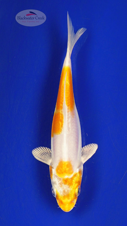 Koi 440 3-4 inches [PW-T26-440]