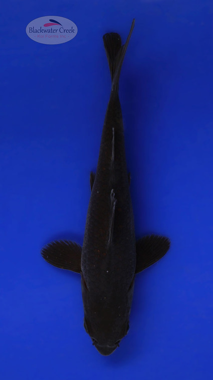 Karasu 4-5 inches [F26-T16-7]