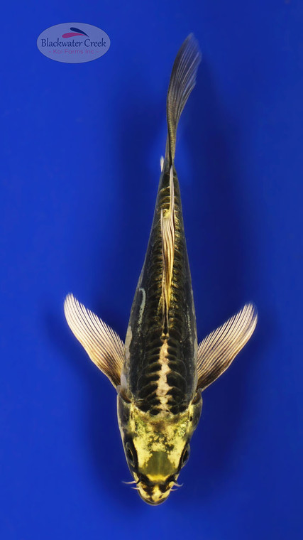 Greenie Kikokuryu 4-5 inches [F26-T16-9]