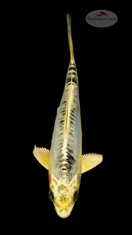Kawarigoi 6-7 inches [F26-T33-4]