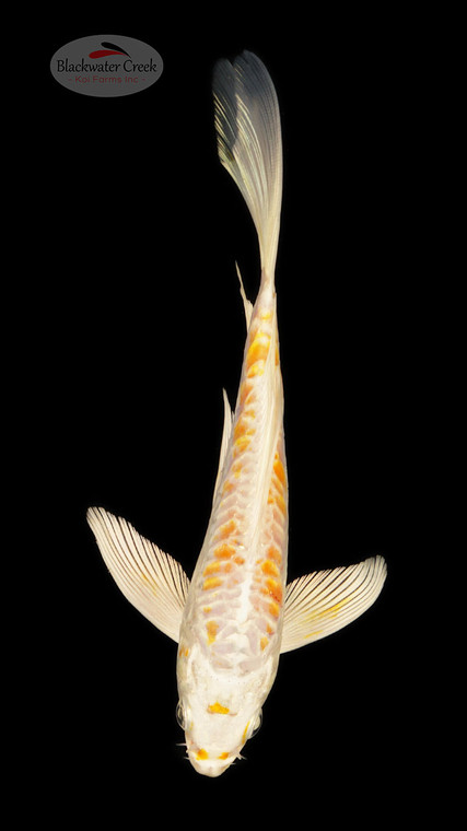 Aragoke Hariwake 5-6 inches [F26-T35-2]