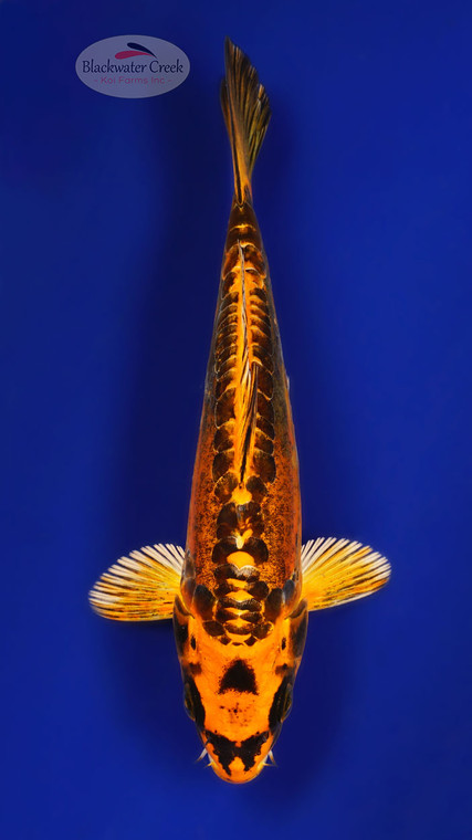 Kin Kikokuryu 6-7 inches [F26-T35-9]