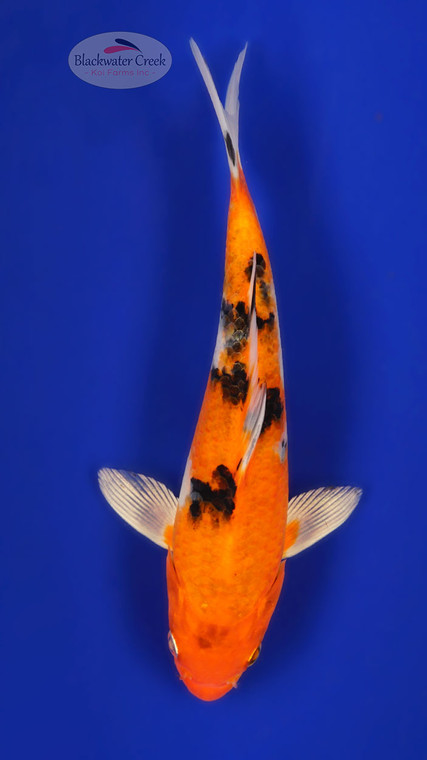 Yamato Nishiki 7-8 inches [F26-T35-10]