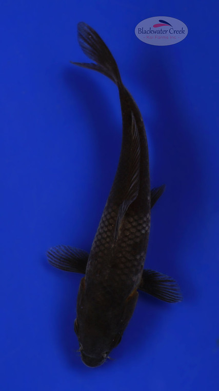 Dark Ochiba 4-5 inches [F26-T51-3]