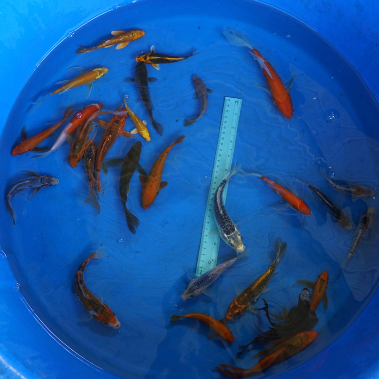 Super Koi Deal #24 Qty 25[SKD24-5726] 3-7 inches
