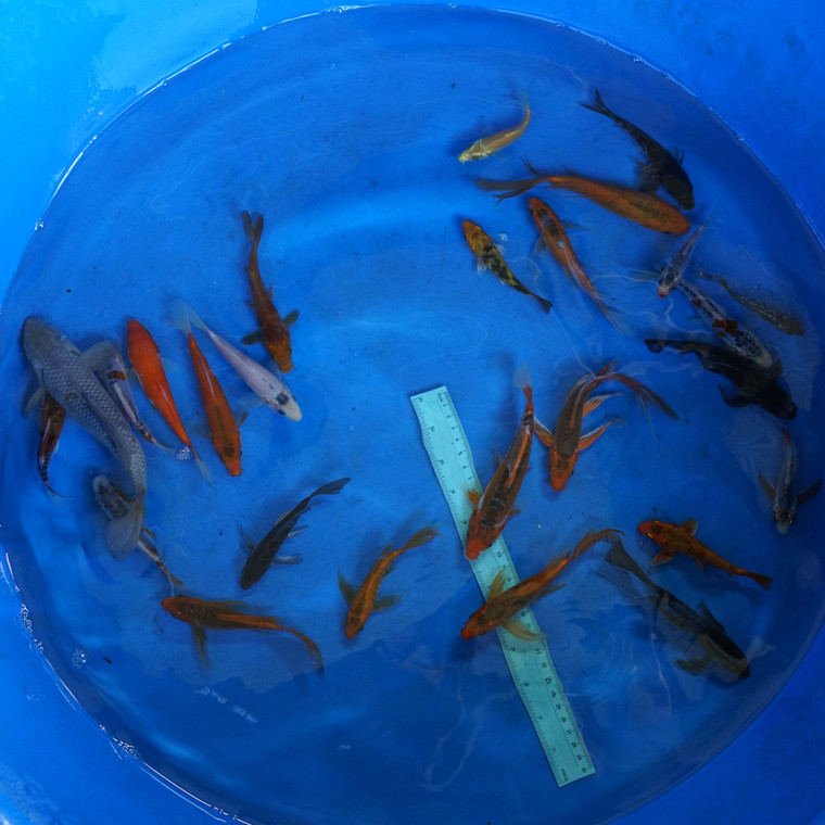 Super Koi Deal #25 Qty 25 [SKD25-5726] 3-7 inches