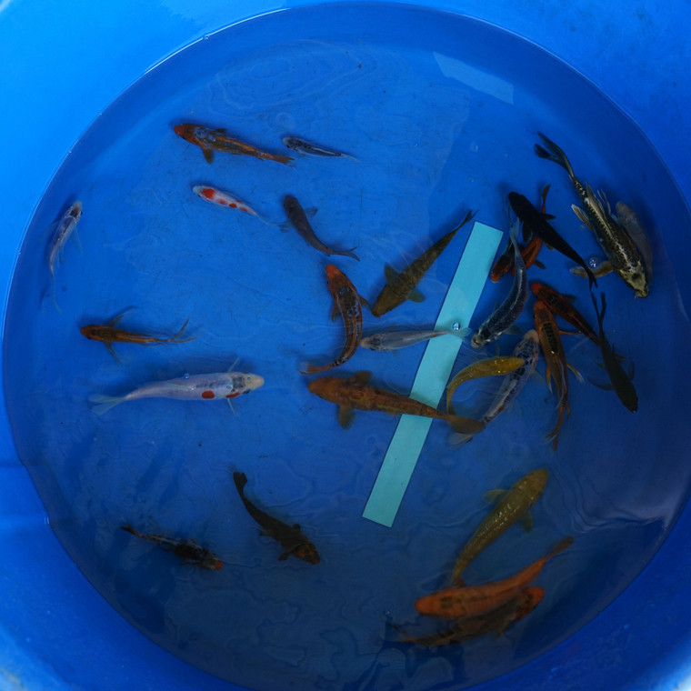 Super Koi Deal #29 Qty 25 [SKD29-5726] 3-7 inches