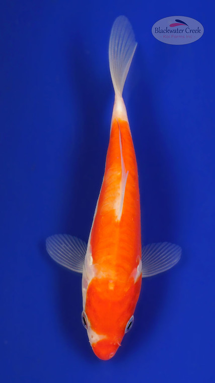 Doitsu Kohaku 5-6 inches [F26-T142-4]