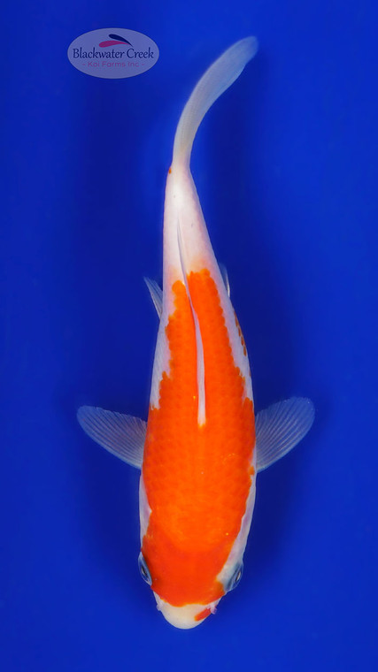 Kohaku 5-6 inches [F26-T185-7]