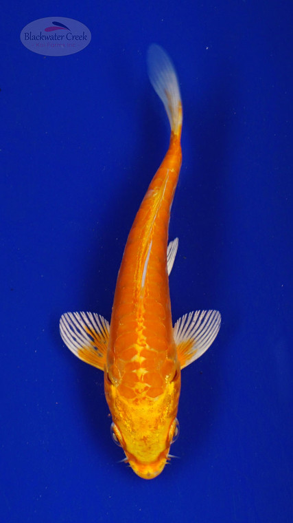 Koi 443 3-4 inches [PW-T27-443]