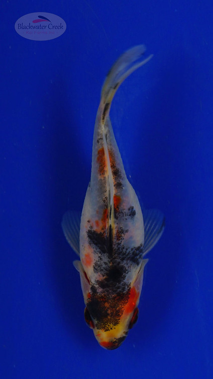 Goldfish 448 3-4 inches [PW-T27-448]