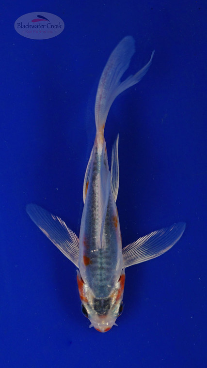 Koi 450 3-4 inches [PW-T27-450]