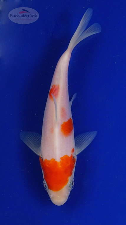Koi 452 3-4 inches [PW-T27-452]