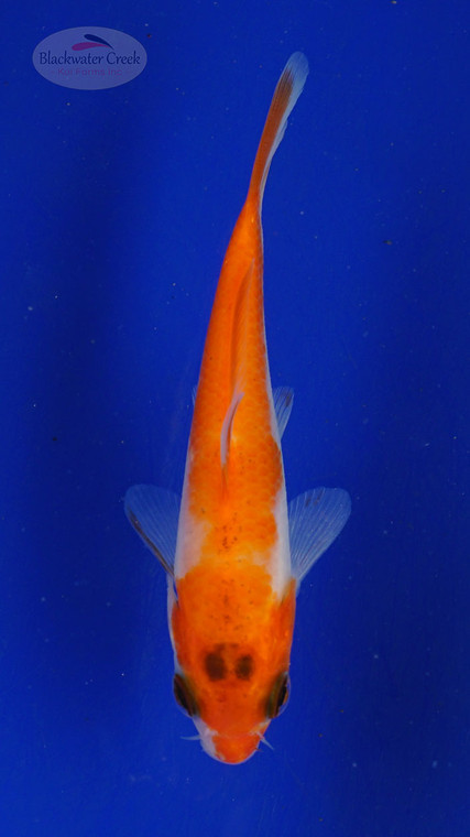 Koi 458 3-4 inches [PW-T28-458]