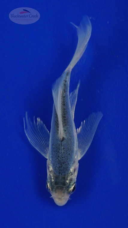 Koi 462 3-4 inches [PW-T28-462]