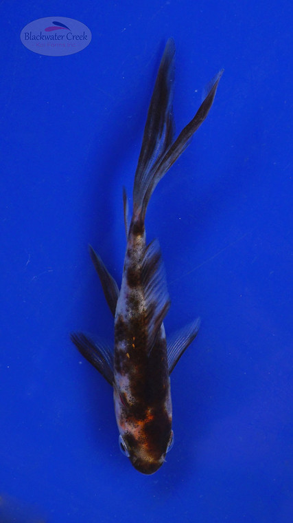 Goldfish 467 3-4 inches [PW-T28-467]