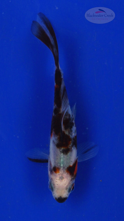 Goldfish 471 3-4 inches [PW-T28-471]