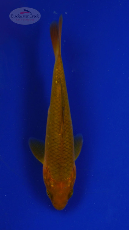Koi 495 3-4 inches [PW-T30-495]