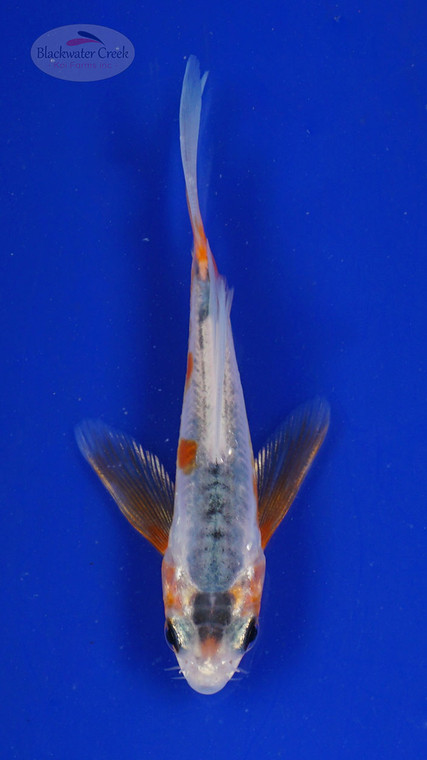 Koi 499 3-4 inches [PW-T30-499]