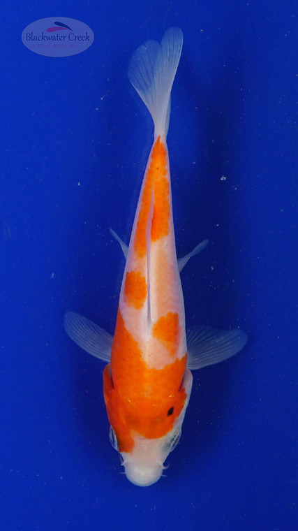 Koi 501 3-4 inches [PW-T30-501]