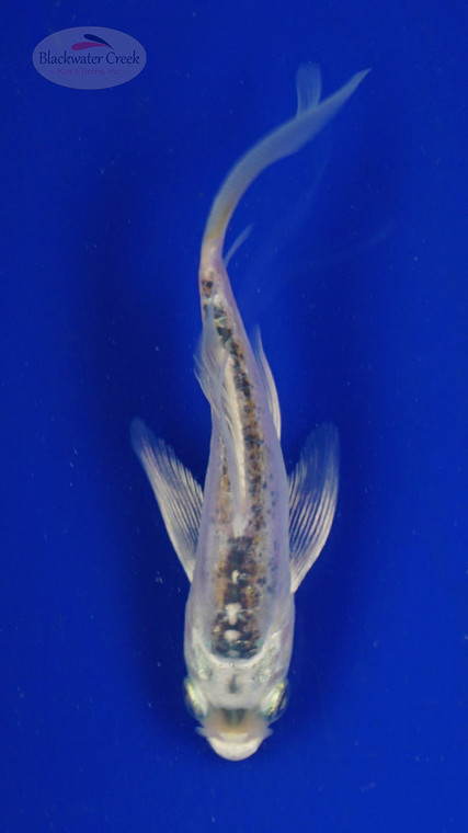Koi 510 3-4 inches [PW-T7-510]