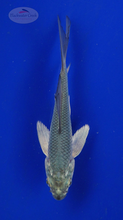 Koi 524 3-4 inches [PW-T7-524]