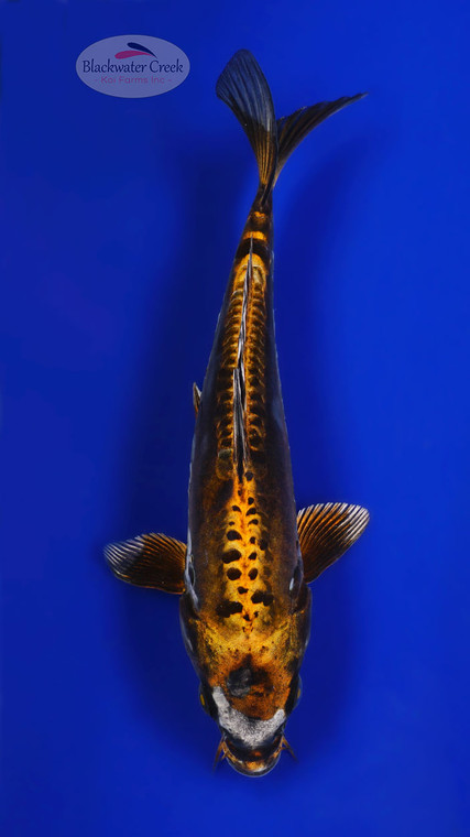 Bronze Kikokuryu 10 inches [ESH11-52626-8]